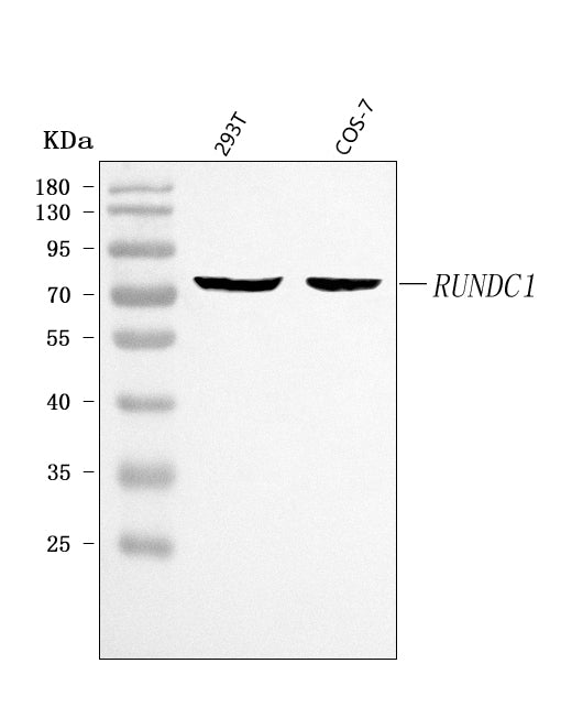 Anti-RUNDC1 Antibody Picoband® Boster Bio