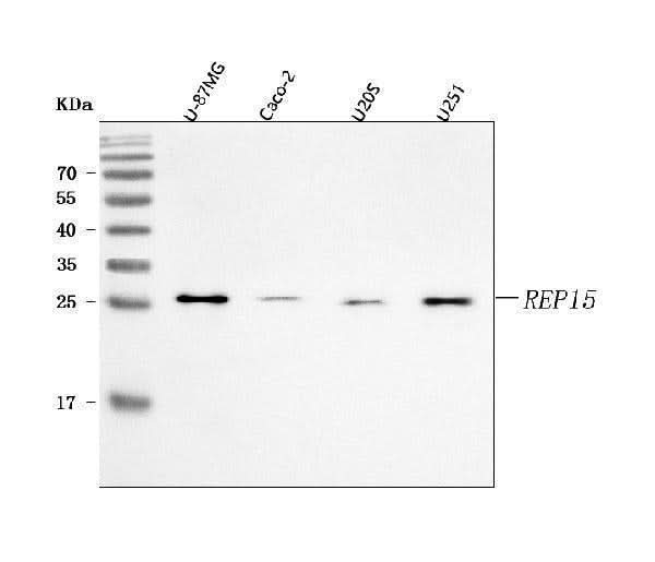 Anti-REP15 Antibody Picoband® Boster Bio