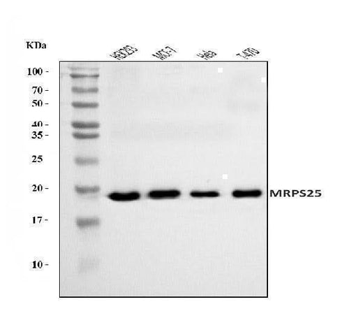 Anti-MRPS25 Antibody Picoband® Boster Bio