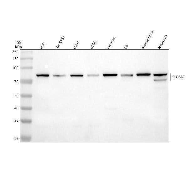 Anti-SLC6A7 Antibody Picoband® Boster Bio