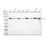 Anti-SLC6A7 Antibody Picoband® Boster Bio