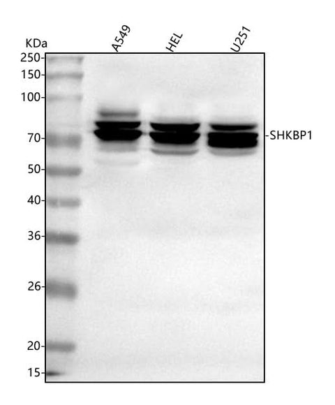 Anti-SHKBP1 Antibody Picoband® Boster Bio