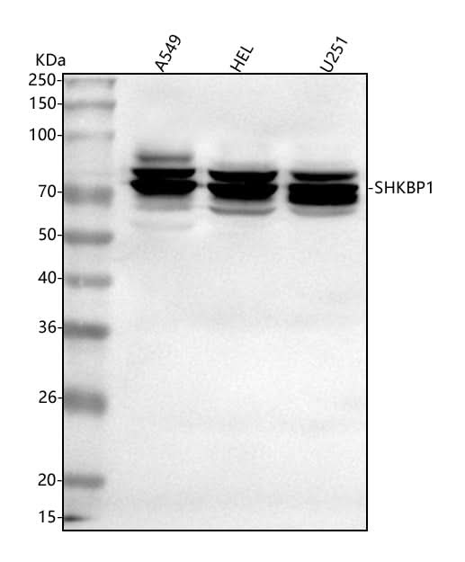 Anti-SHKBP1 Antibody Picoband® Boster Bio