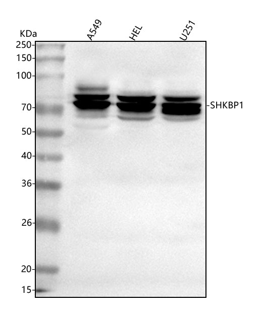Anti-SHKBP1 Antibody Picoband® Boster Bio