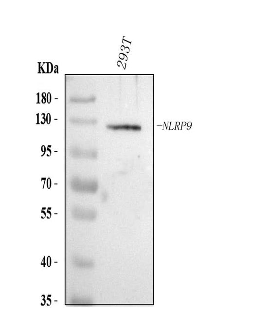 Anti-NLRP9 Antibody Picoband® Boster Bio