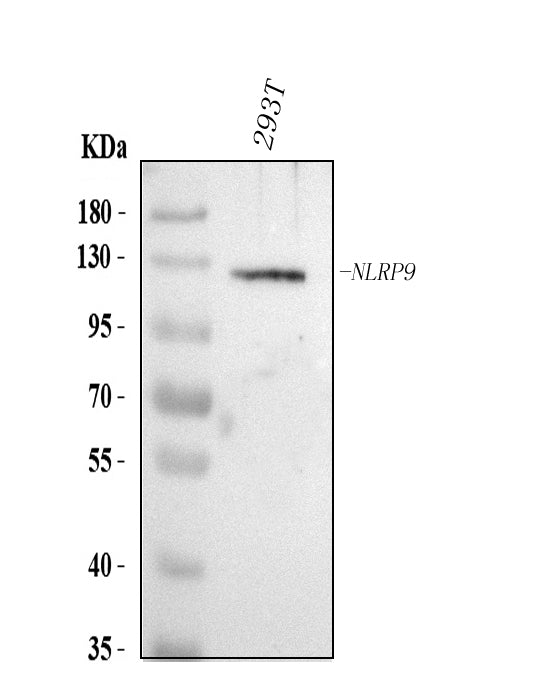 Anti-NLRP9 Antibody Picoband® Boster Bio