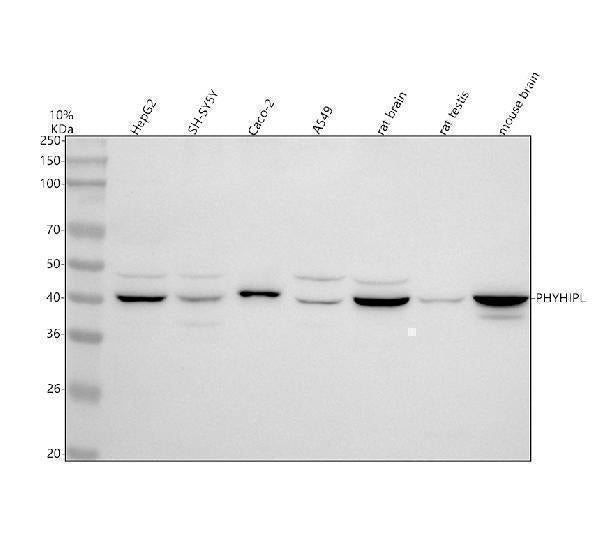 Anti-PHYHIPL Antibody Picoband® Boster Bio