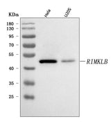 Anti-RIMKLB Antibody Picoband® Boster Bio