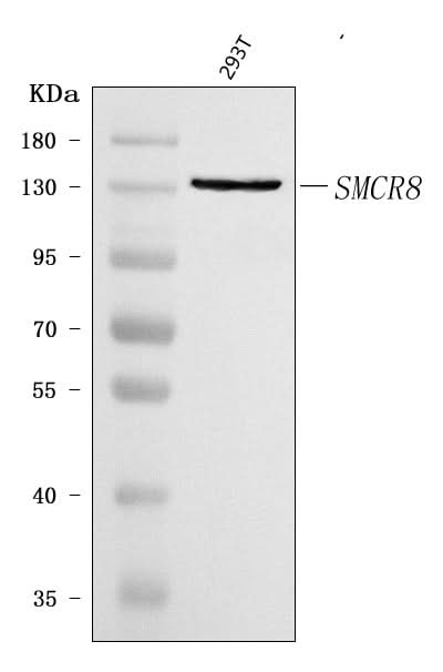 Anti-SMCR8 Antibody Picoband® Boster Bio