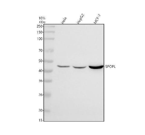 Anti-SPOPL Antibody Picoband® Boster Bio