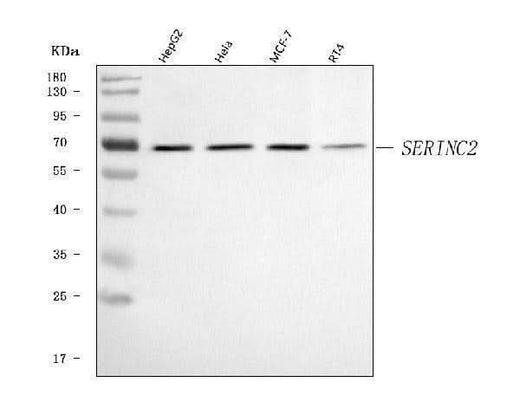 Anti-SERINC2 Antibody Picoband® Boster Bio