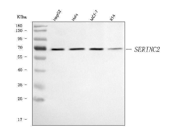 Anti-SERINC2 Antibody Picoband® Boster Bio