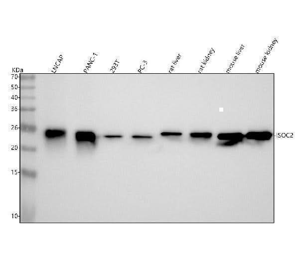Anti-ISOC2 Antibody Picoband® Boster Bio
