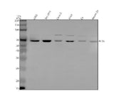 Anti-PLD5 Antibody Picoband® Boster Bio