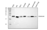 Anti-TMEM50B Antibody Picoband® Boster Bio