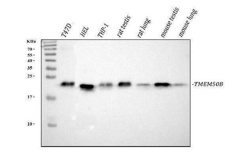 Anti-TMEM50B Antibody Picoband® Boster Bio
