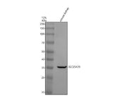 Anti-SLC25A39 Antibody Picoband® Boster Bio