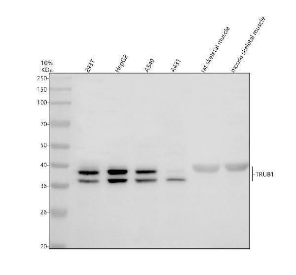 Anti-TRUB1 Antibody Picoband® Boster Bio