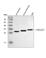Anti-PRSS27 Antibody Picoband® Boster Bio