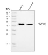 Anti-SNX30 Antibody Picoband® Boster Bio