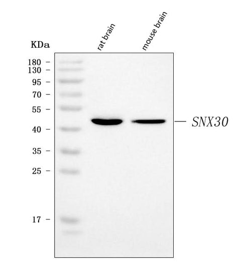 Anti-SNX30 Antibody Picoband® Boster Bio