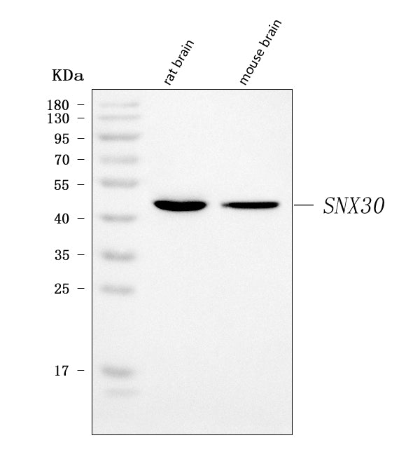 Anti-SNX30 Antibody Picoband® Boster Bio