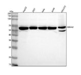 Anti-RBM42 Antibody Picoband® Boster Bio