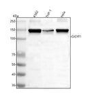 Anti-GIGYF1 Antibody Picoband® Boster Bio