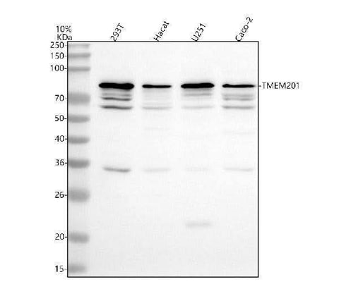 Anti-TMEM201 Antibody Picoband® Boster Bio
