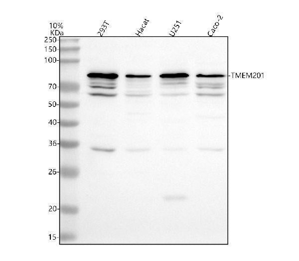Anti-TMEM201 Antibody Picoband® Boster Bio