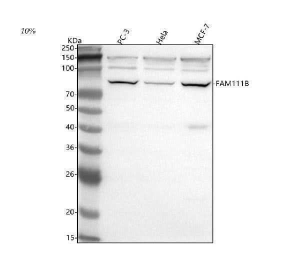 Anti-FAM111B Antibody Picoband® Boster Bio