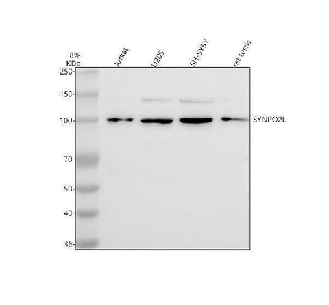 Anti-SYNPO2L Antibody Picoband® Boster Bio