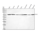 Anti-NSUN7 Antibody Picoband® Boster Bio