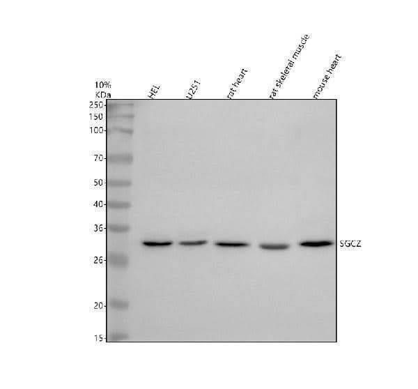 Anti-SGCZ Antibody Picoband® Boster Bio