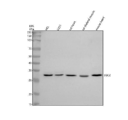 Anti-SGCZ Antibody Picoband® Boster Bio