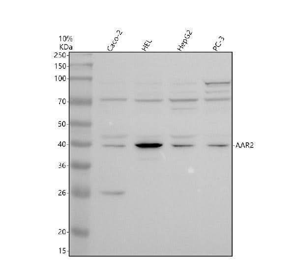 Anti-C20orf4/AAR2 Antibody Picoband® Boster Bio