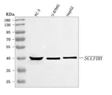 Anti-SCCPDH Antibody Picoband® Boster Bio