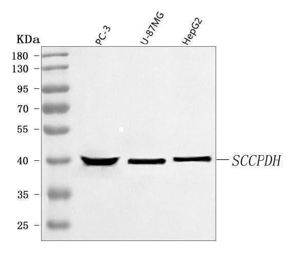 Anti-SCCPDH Antibody Picoband® Boster Bio