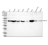 Anti-NSMCE4A Antibody Picoband® Boster Bio