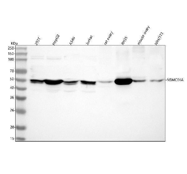 Anti-NSMCE4A Antibody Picoband® Boster Bio
