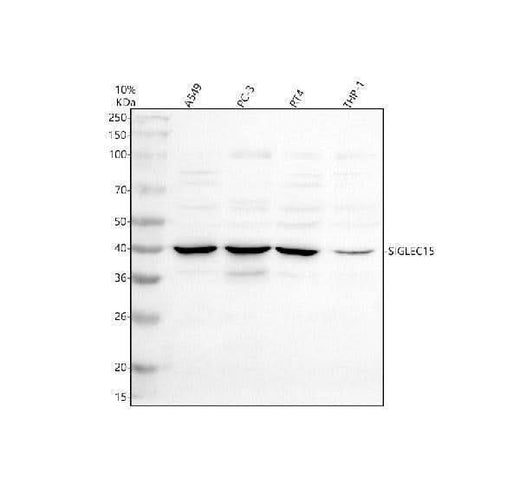 Anti-SIGLEC15 Antibody Picoband® Boster Bio