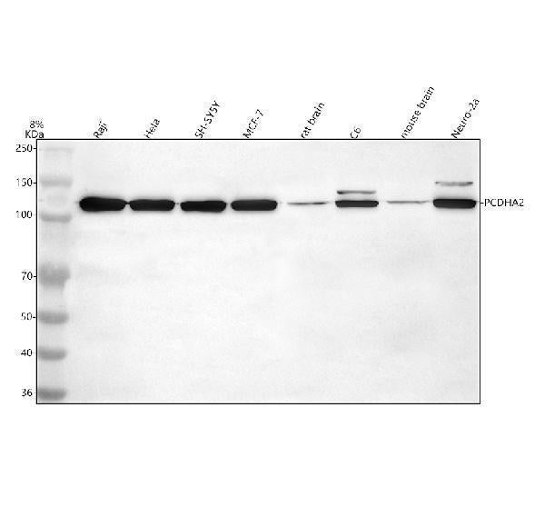 Anti-PCDHA2 Antibody Picoband® Boster Bio