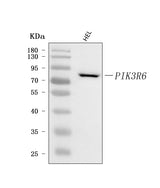 Anti-PIK3R6 Antibody Picoband® Boster Bio