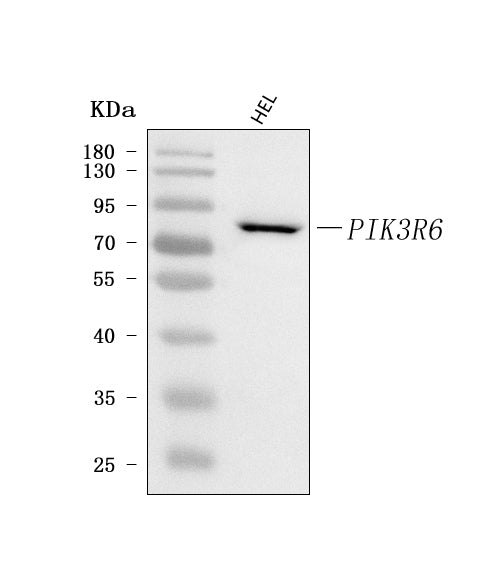 Anti-PIK3R6 Antibody Picoband® Boster Bio