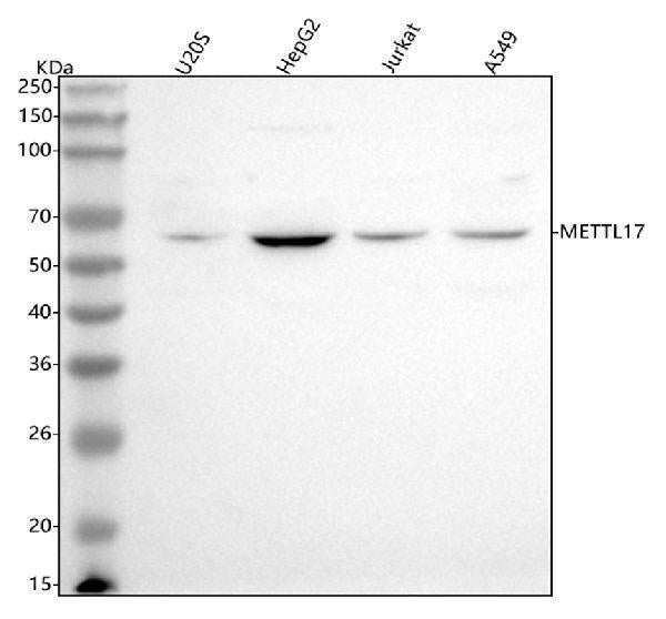 Anti-METTL17 Antibody Picoband® Boster Bio