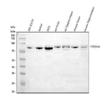 Anti-TRIM46 Antibody Picoband® Boster Bio