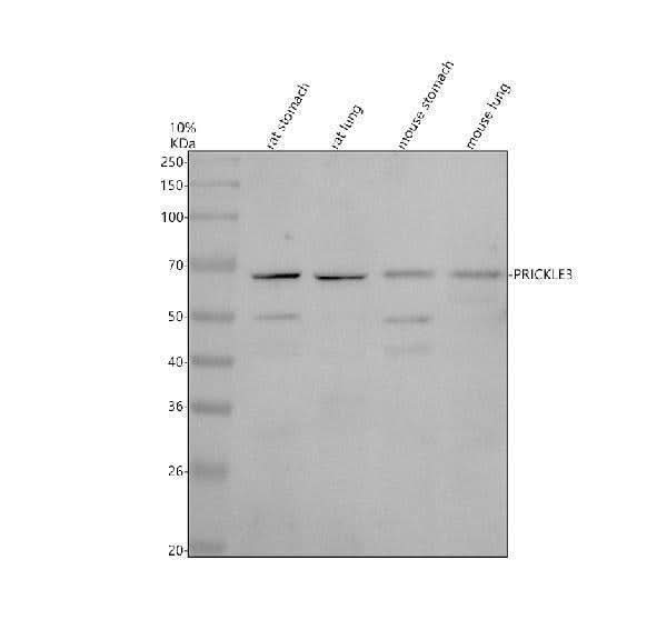 Anti-PRICKLE3 Antibody Picoband® Boster Bio