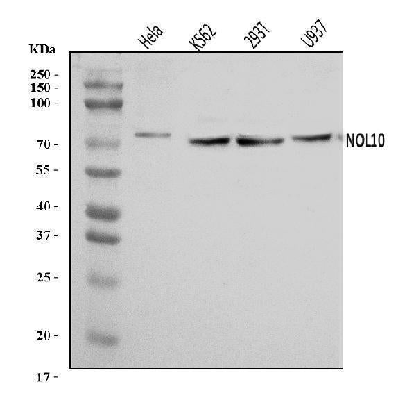 Anti-NOL10 Antibody Picoband® Boster Bio