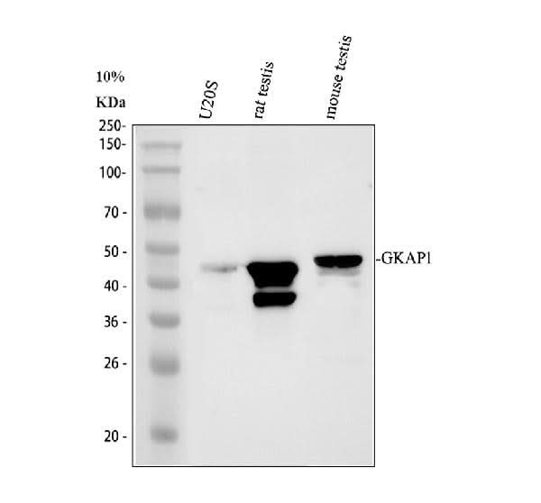 Anti-GKAP1 Antibody Picoband® Boster Bio