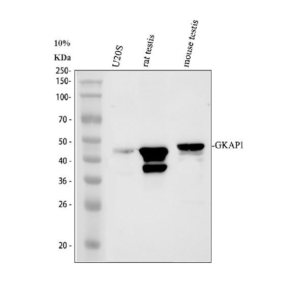 Anti-GKAP1 Antibody Picoband® Boster Bio